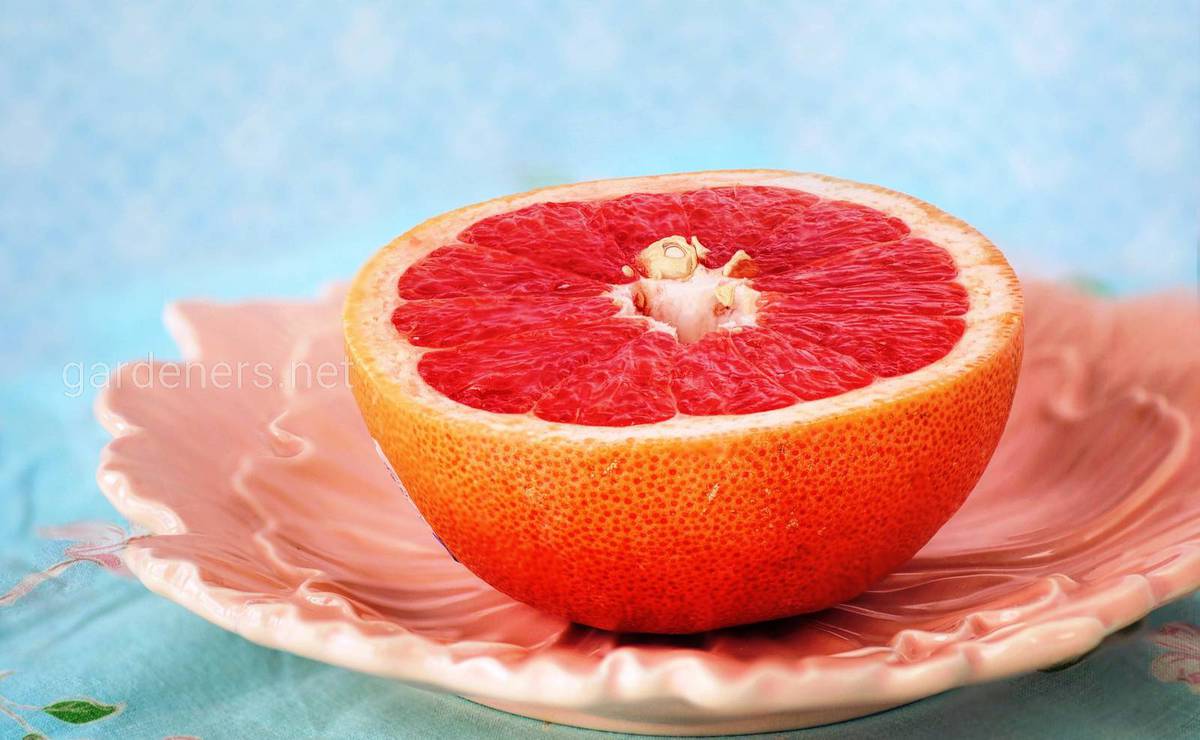 полезный грейпфрут