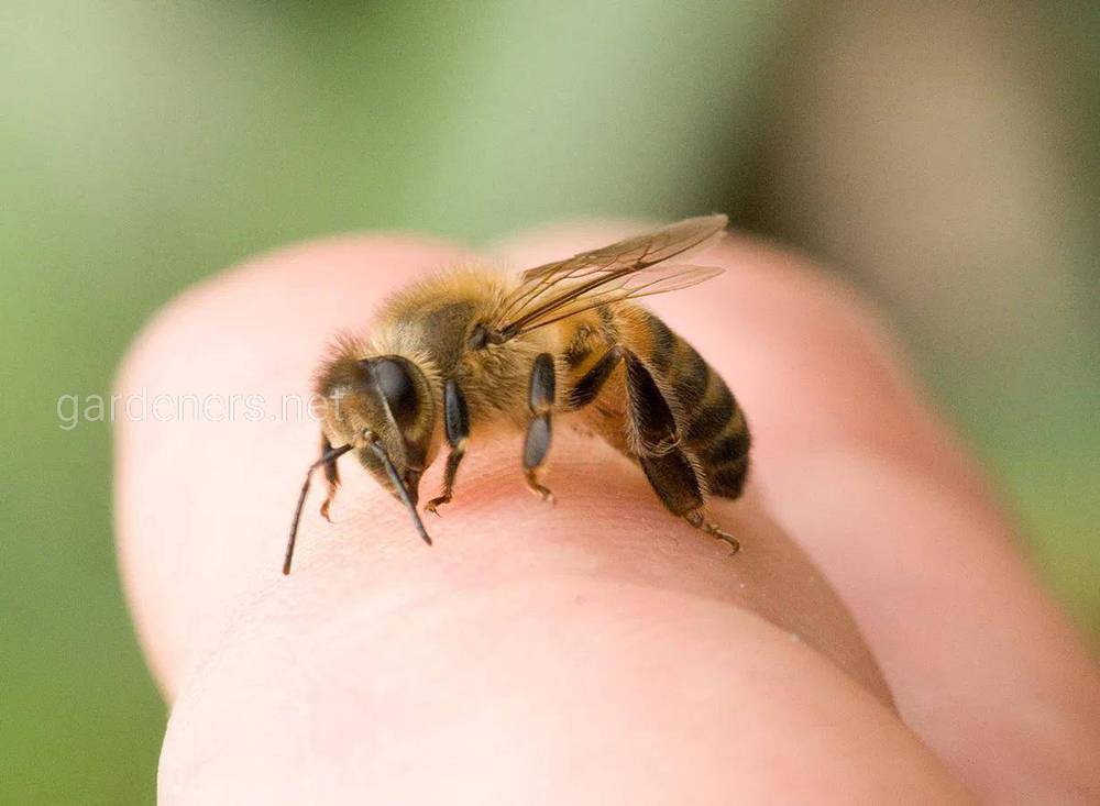 Бджолина отрута