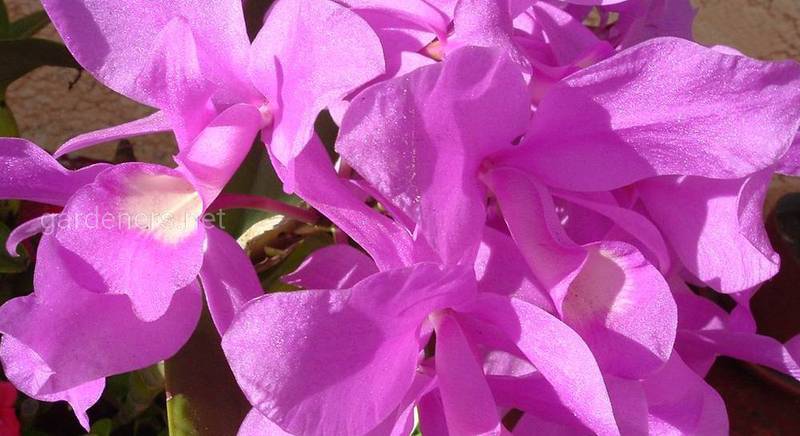 Пурпурная орхидея Коста-Рики. Разновидности и особенности цветка, образ в поэзии