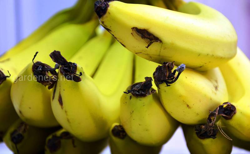 Що таке банан? Фрукт, пальма, дерево, трава?