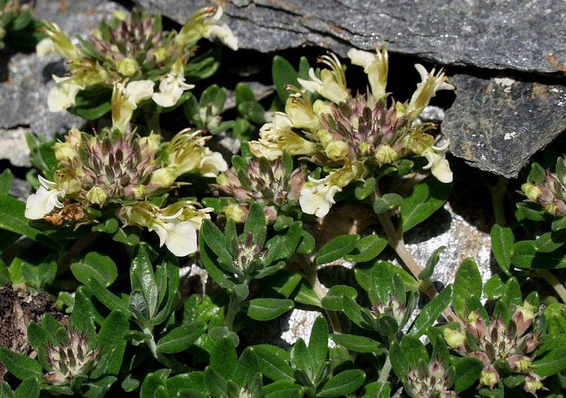 Дубровник горный