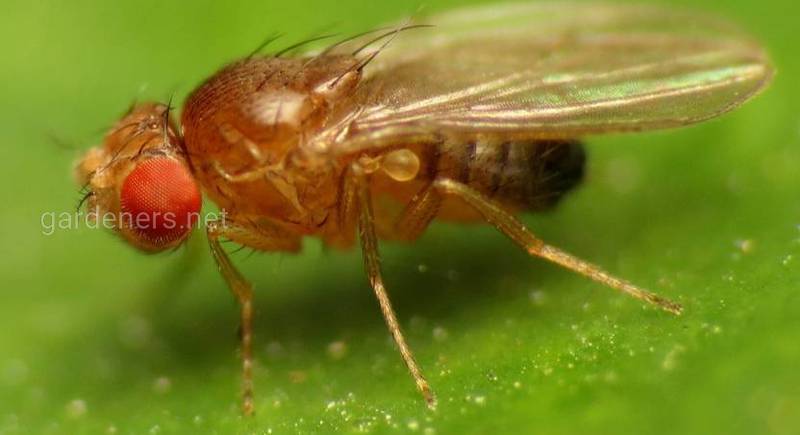 Азіатська плодова муха: морфологыя та шкода