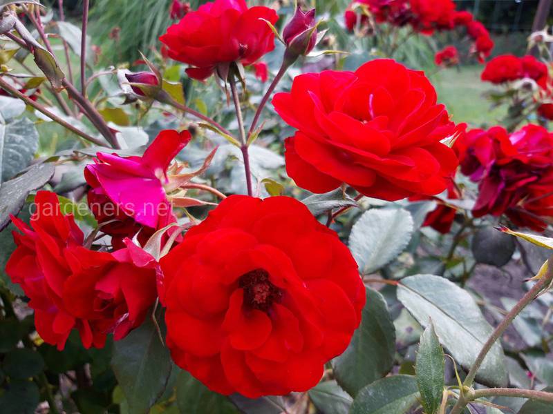 Какие растения защищают розы от вредителей?