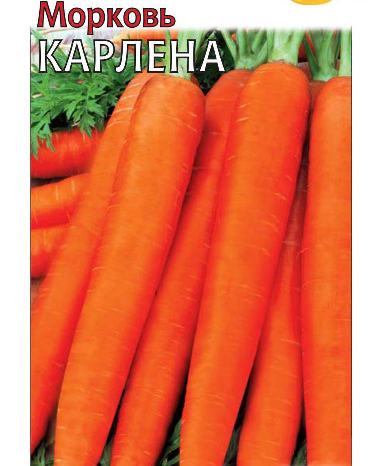 Сорт моркови Карлена