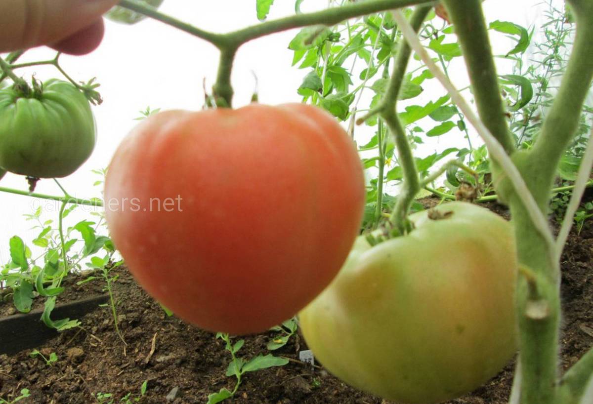 Сорт томата “Царь Колокол”