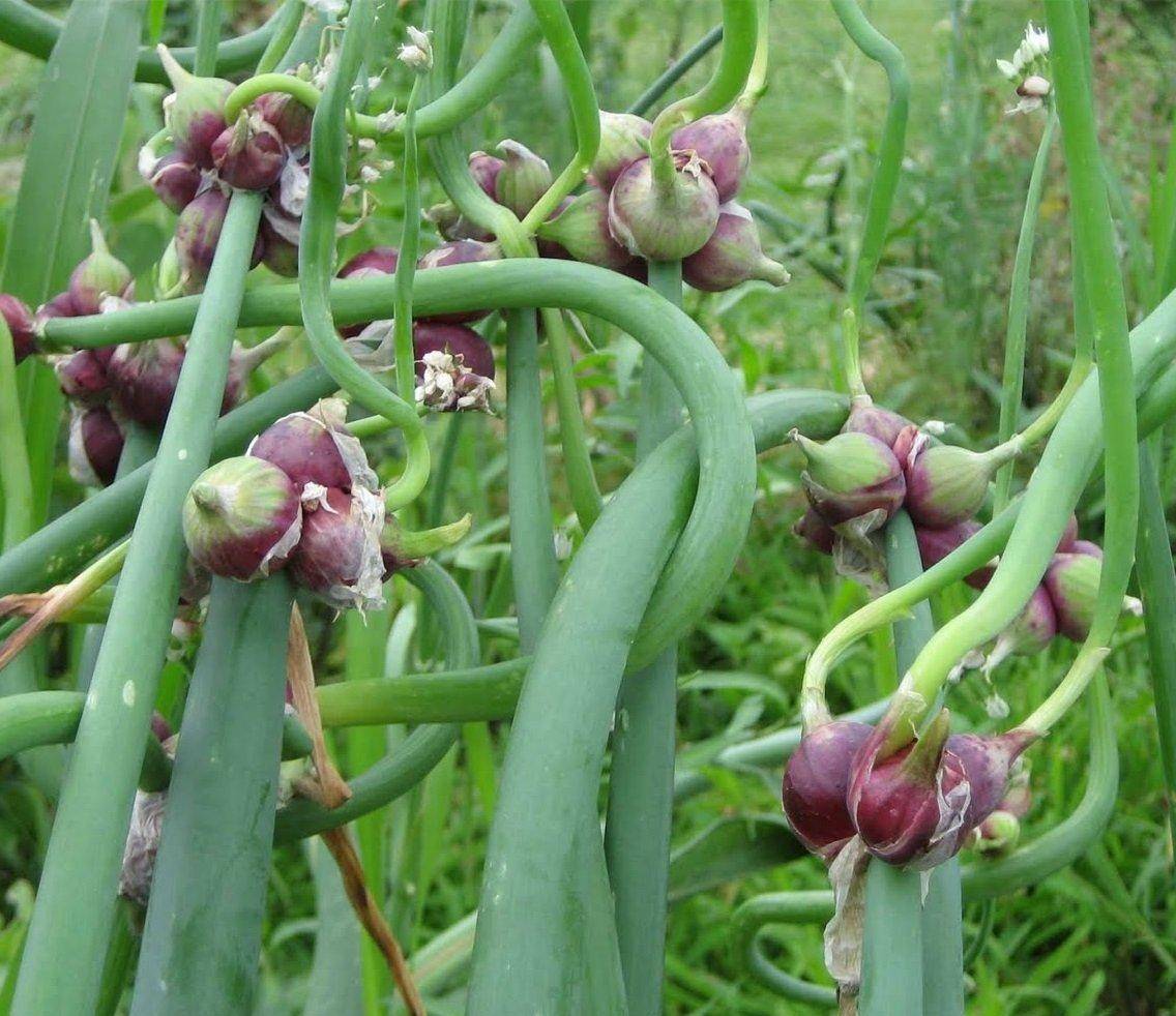 Allium ×proliferum