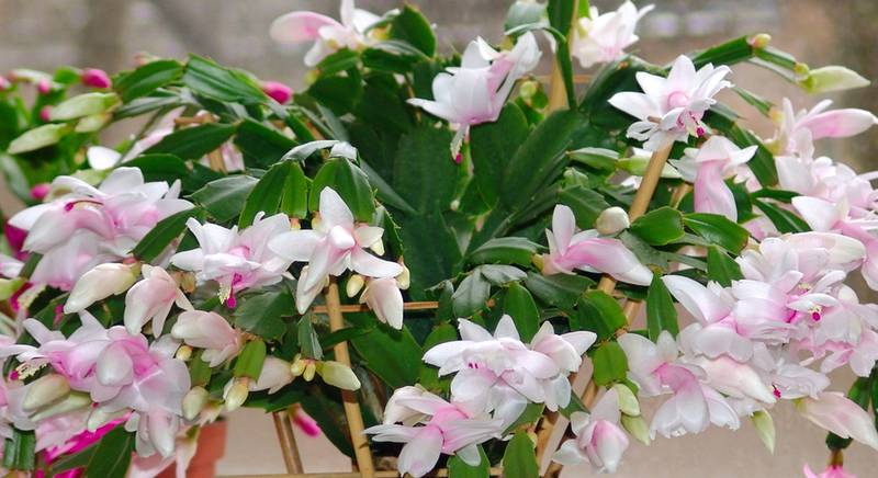 Шлюмбергера, или рождественник – цветущее растение для занятых цветоводов