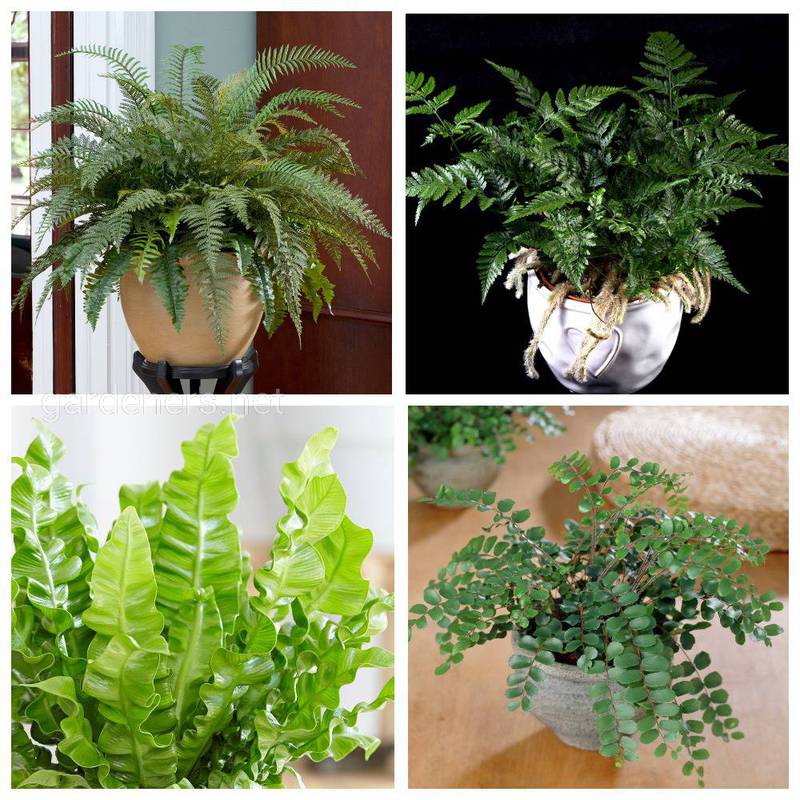 Как ухаживать за листьями комнатных растений в летний период?