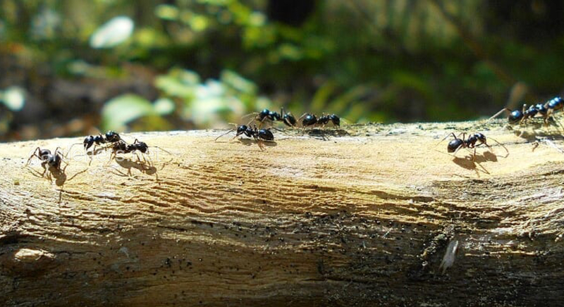 Как защитить дерево от муравьев