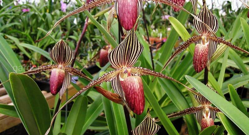 Уникальная орхидея Пафиопедилум Ротшильда, что зацветает через 15 лет. Секреты выращивания