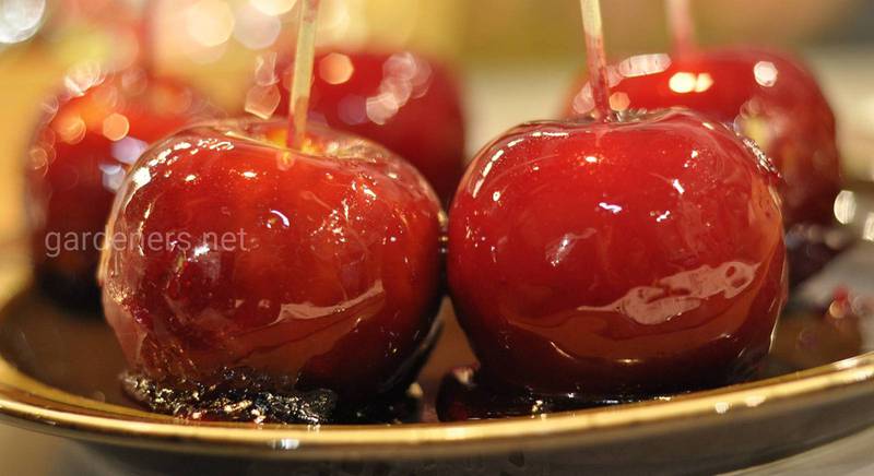 Карамелізовані яблука: цікаві рецепти та варіанти застосування страви в кулінарії