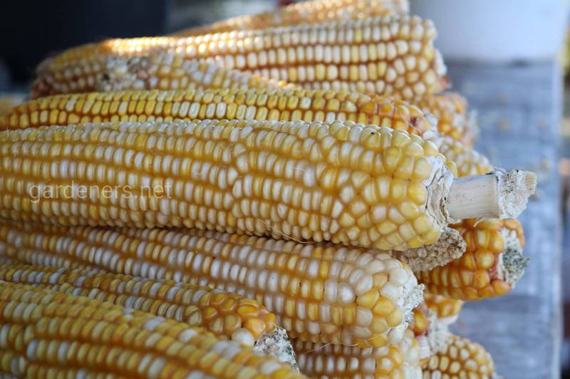 Топ 5 фактів про кукурудзу