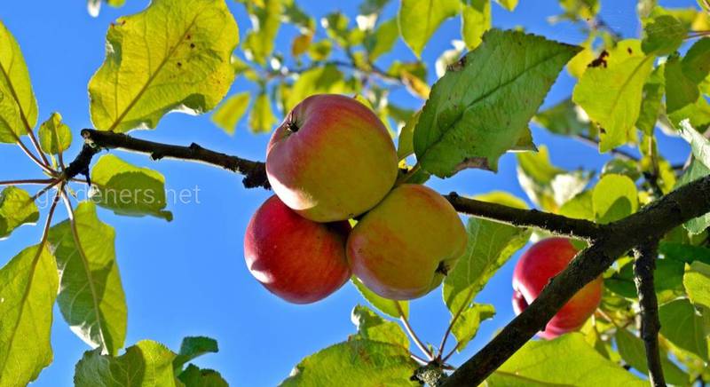 Топ-10 цікавих фактів про яблуню