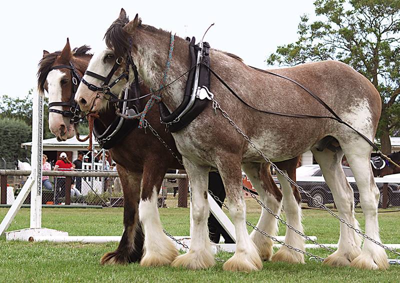 Клейдесдаль – идеальная красивая тяжелоупряжная лошадь