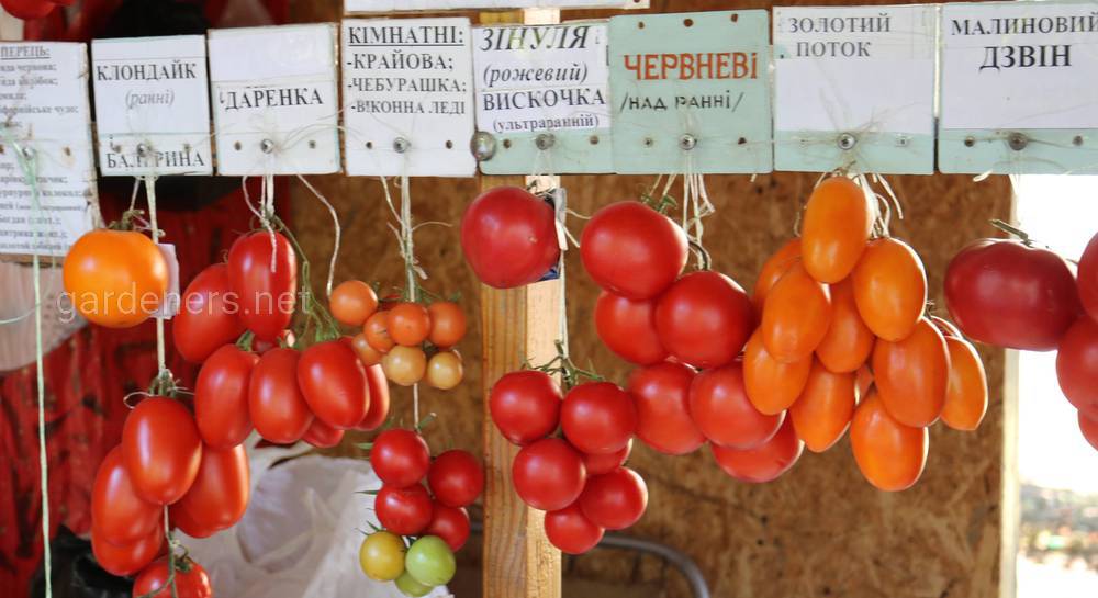 Томат петруша огородник характеристика и описание