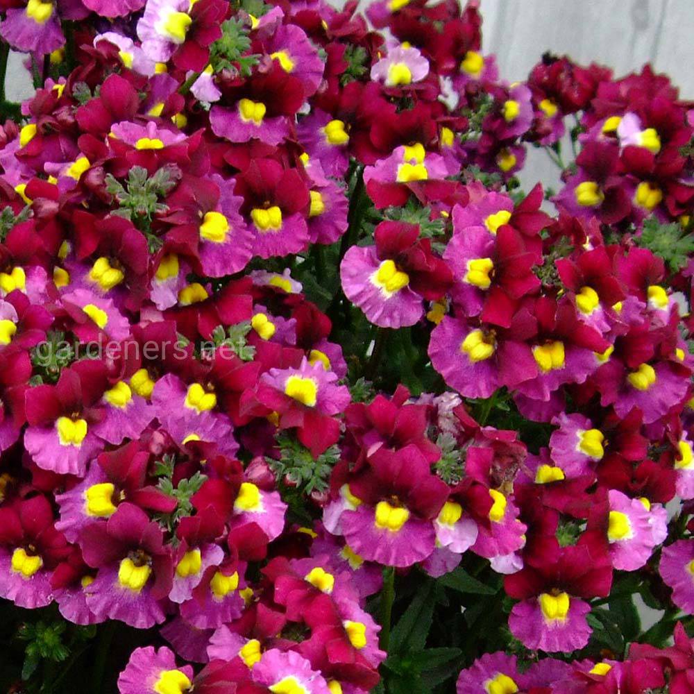 Nemesia «Cranberry Eye»