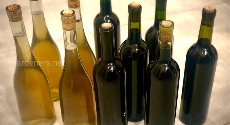 Что такое порошковое вино? Развенчание мифа 