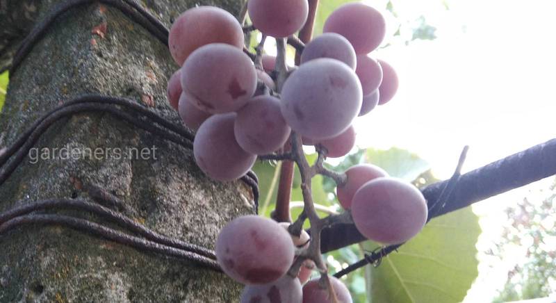 Рекомендації по догляду за виноградом 