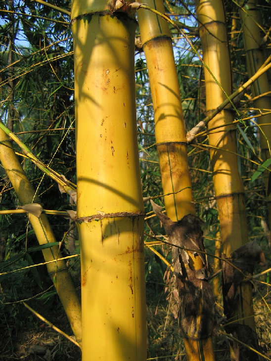 Бамбук звичайний