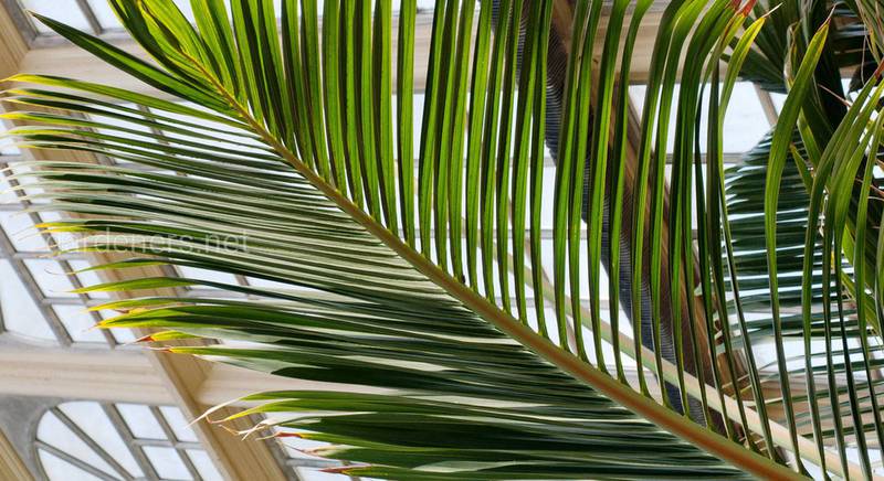 Виды и сорта редкой тропической пальмы гиофорба