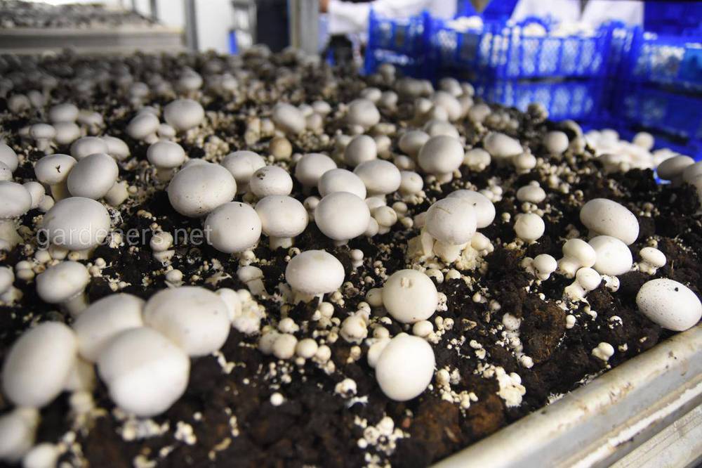 Вирощування грибів як агробізнес