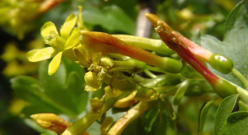 Золотистая смородина - декоративное и плодовое растения. Как посадить золотистую смородину