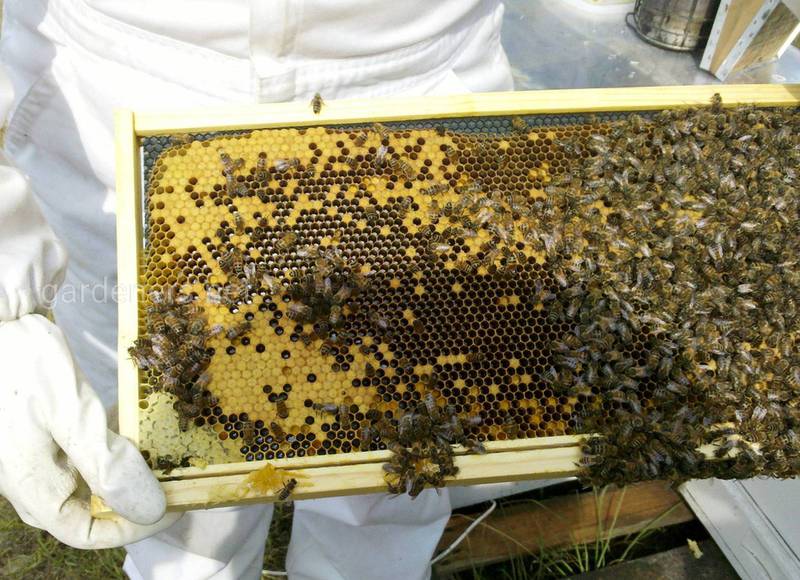 Мед - лучшая еда для пчел