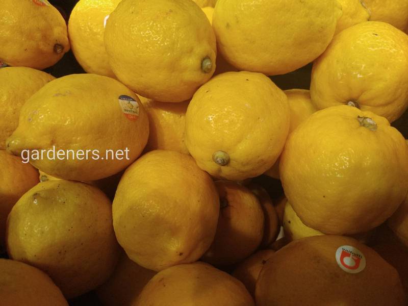 14 цікавих фактів про лимон