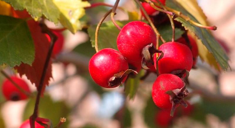 Боярышник - сердечная ягода. Полезные свойства боярышника