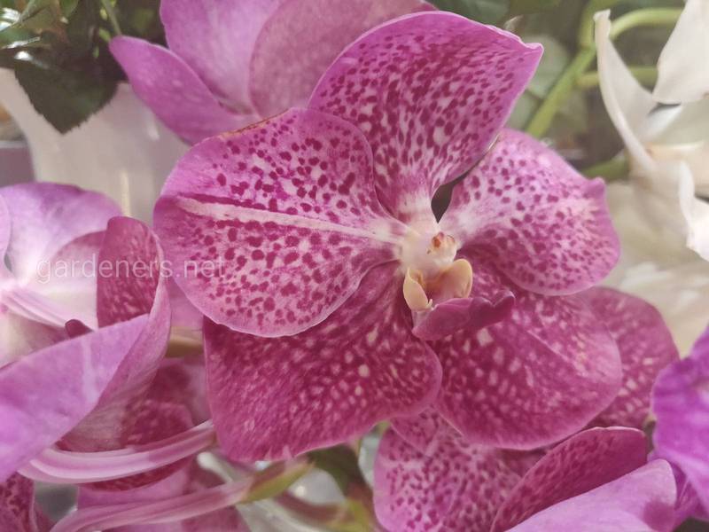 Як подбати про орхідею після цвітіння? Зрізання
