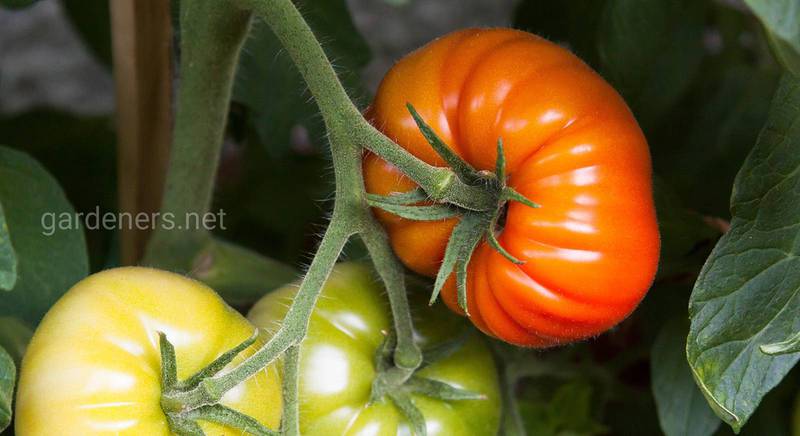 ТОП-11 найкращих сортів томатів минулого року