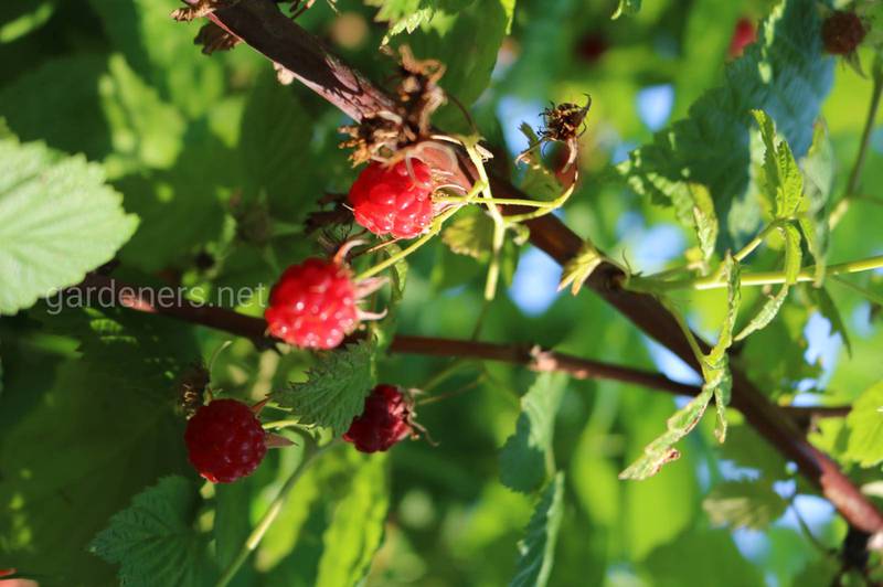Які ягоди можно вирощувати на невеликому подвір'ї?