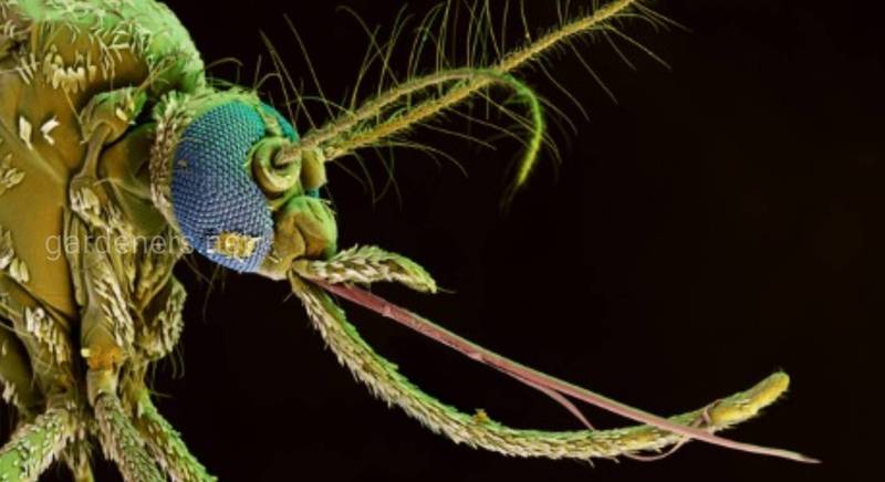 Як кровосисні комарі знаходять та ідентифікують жертву? Яку будову має ротовий апарат комарів?