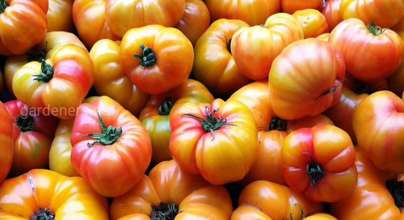 ТОП-10 сортів двоколірних томатів