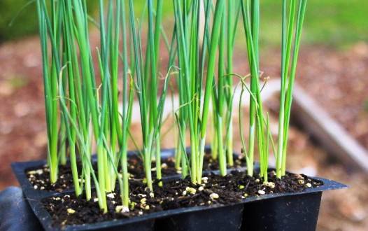Когда и как сеять лук-порей? Его полезные свойства и плохие соседи!