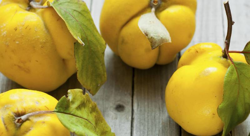 Хеномелес (айва) как заменитель лимона