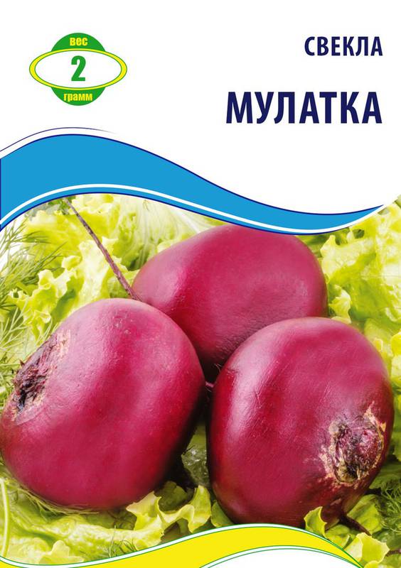 Свекла (буряк)