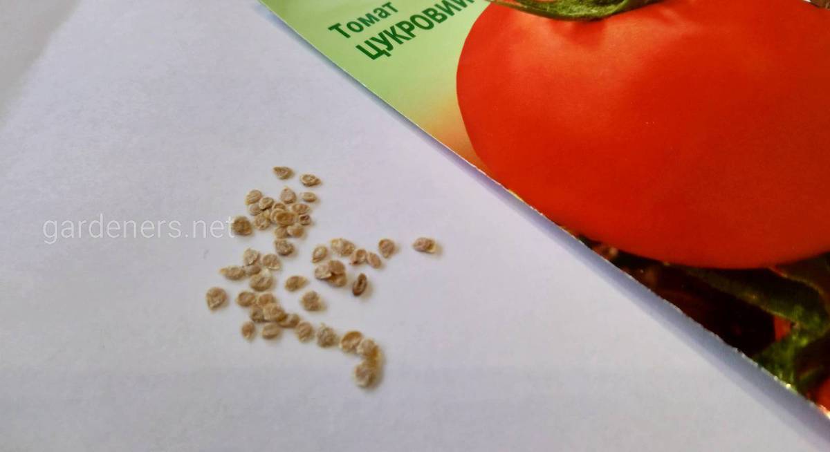Томаты из семян: Как вырастить томаты без рассады? Секреты, особенности иправила посева семян прямо в почву