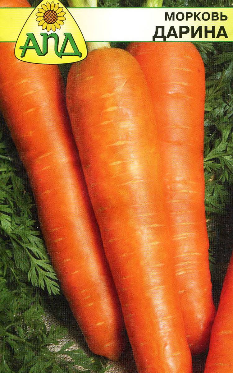 Сорт моркови Дарина
