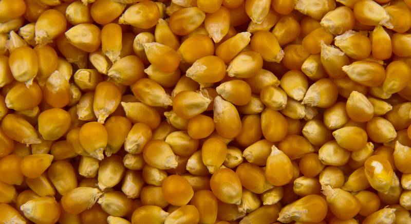 Какие сорта кукурузы подойдут для приготовления попкорна?