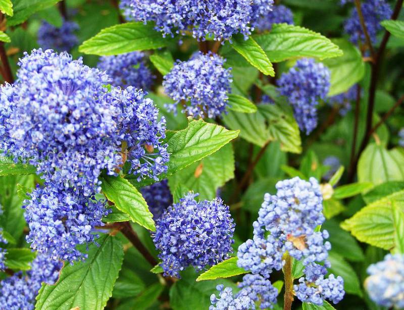 Цеанотус - один из самых красивых кустарников с голубыми цветками.