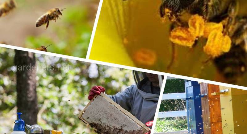 Страхова компанія «Брокбізнес» впровадила новий продукт - добровільне страхування бджолосімей
