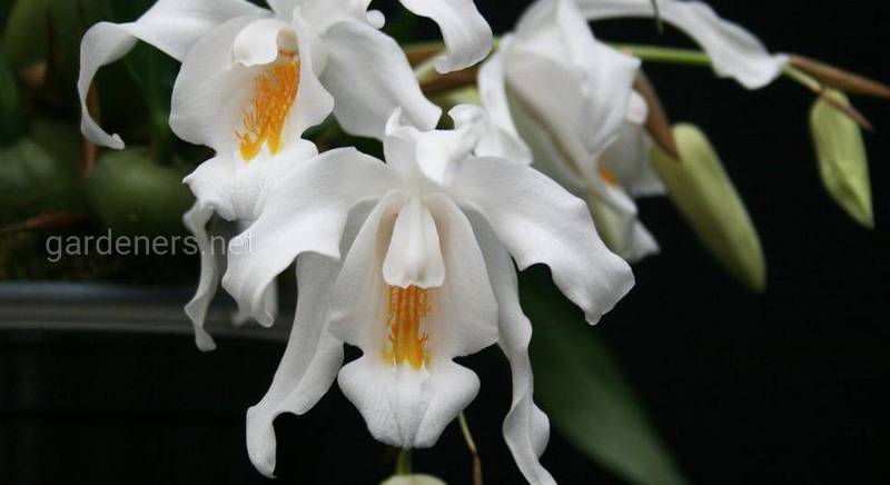 Як відбувається розвиток орхідеї Целогіна та як за нею правильно доглядати?