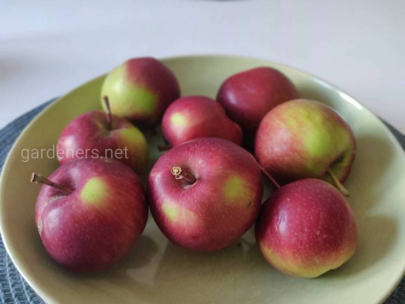 Маклюра (адамово яблоко, красильная шелковица или лжеапельсин)