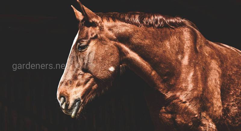 Какие лучшие спортивные породы коней есть в мире  