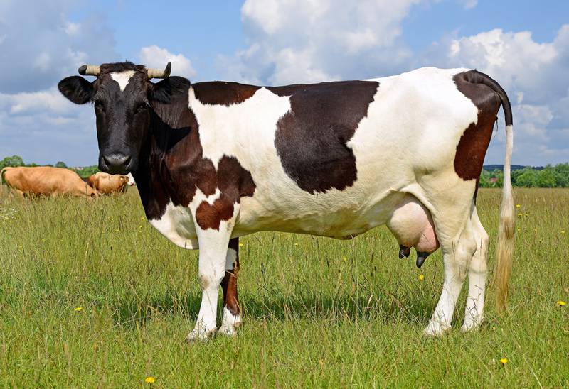 Как правильно провести плановую сушку вымени молочных коров?