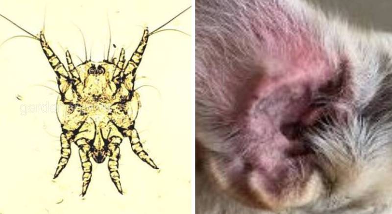 Найпоширеніший вушний кліщ у світі - Otodectes cynotis, причина отодектозу котів та собак