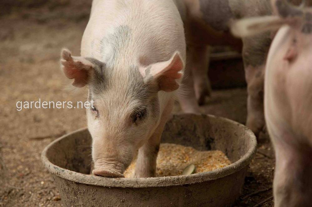 Откорм свиней для мяса