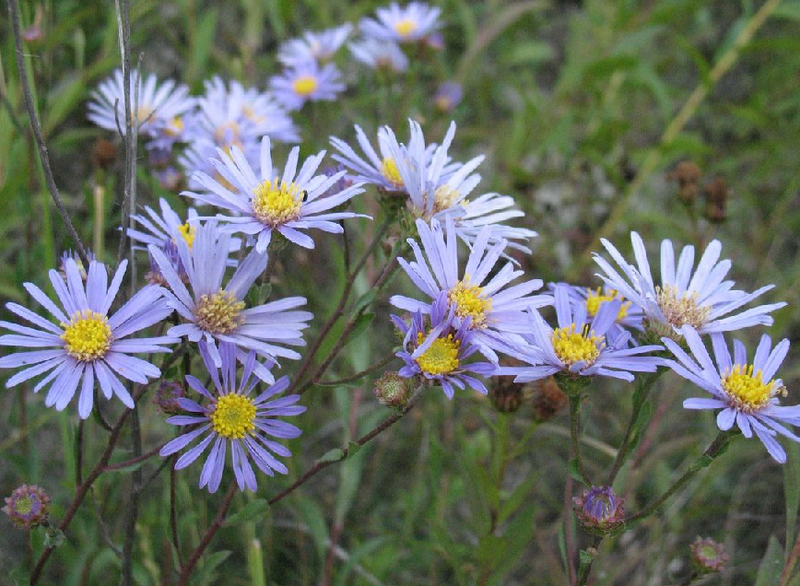 Астра ромашковая