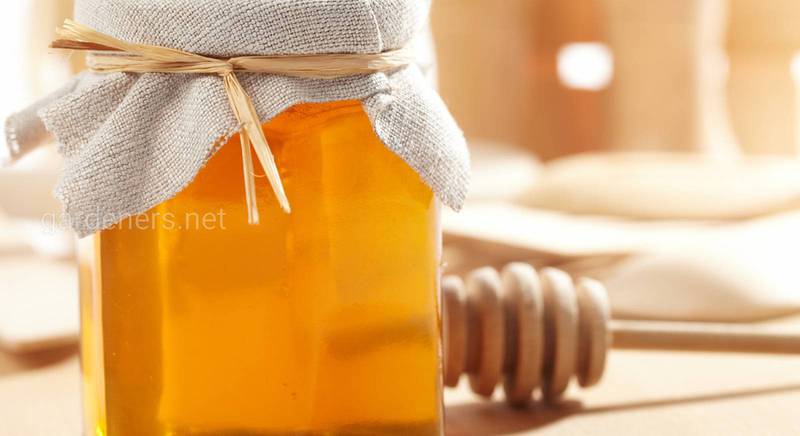 Крепкие напитки: медовый хмель и мед межигорский